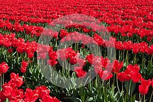 Red tulip field