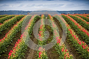 Red Tulip Field