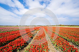 Red Tulip Field. Blooming red tulips in field near Lisse, South Holland. Vibrant red flowers in spring