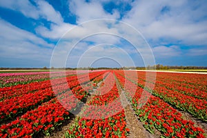 Red Tulip Field. Blooming red tulips in field near Lisse, South Holland. Vibrant red flowers in spring