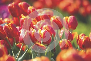Red tulip field with dewdrop for background