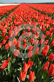 Red tulip field holland