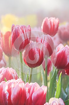 Red tulip field in morning mist (soft focus)