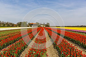 Red tulip field in the Noordoostpolder municipality, Flevoland