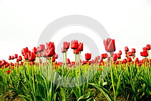 Red Tulip Field Rows