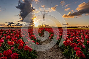 Red tulip field during sunset