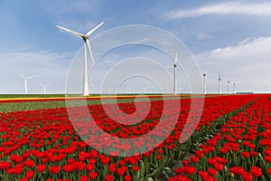 Red tulip field and wind turbines in the Noordoostpolder municipality, Flevoland