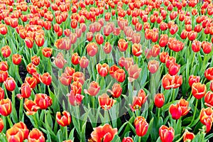 Red tulip field in winter