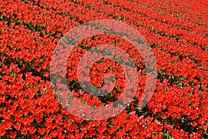 Red tulip fields