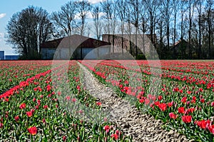 Red tulip fields