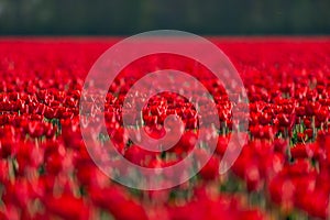 Red tulip fields in the dutch countryside, South Holland, the Netherlands