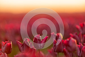 Red tulip fields in the dutch countryside, South Holland, the Netherlands