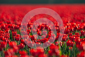 Red tulip fields in the dutch countryside, South Holland, the Netherlands