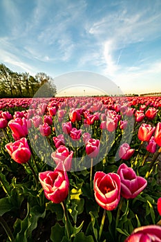 Red tulip fields in the dutch countryside, South Holland, the Netherlands