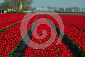 Red tulip fields in the dutch countryside, South Holland, the Netherlands