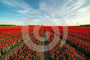 Red tulip fields in the dutch countryside, South Holland, the Netherlands