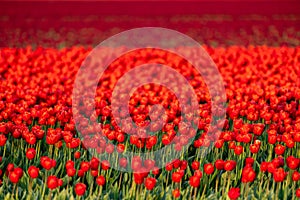 Red tulip fields in the dutch countryside, South Holland, the Netherlands