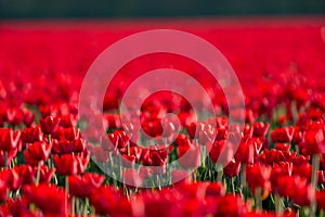 Red tulip fields in the dutch countryside, South Holland, the Netherlands