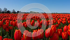 Red Tulip Fields photo