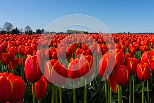 Red Tulip Fields photo