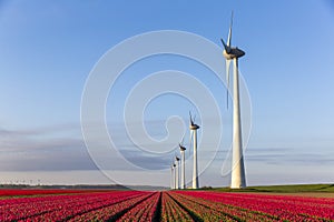 Red tulip fields and wind turbines in the Flevoland