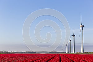 Red tulip fields and wind turbines in the Flevoland
