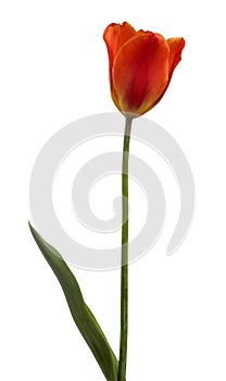 Red tulip flower