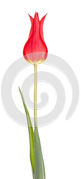 Red tulip flower