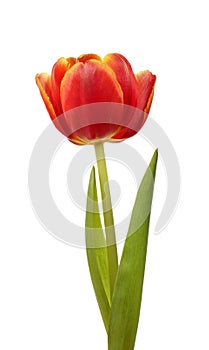 Red tulip flower