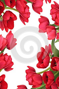 Red Tulip Flower Abstract