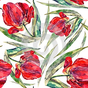 Akvarel tulipány. bezšvový vzor 