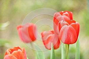 Red tulip flower bloom on background of blurry red tulips flowers