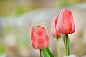 Red tulip flower bloom on background of blurry red tulips flowers