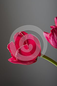 Red tulip flower in bloom close up still on a grey background