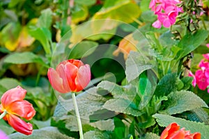 Red tulip flower bloom on green leaves background in tulips garden, Spring flowers