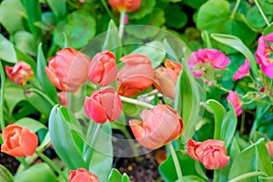 Red tulip flower bloom on green leaves background in tulips garden, Spring flowers