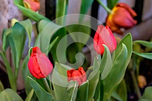 Red tulip flower bloom on green leaves background in tulips garden, Spring flowers