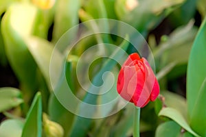 Red tulip flower bloom on green leaves background in tulips garden, Spring flowers