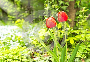 Red tulip flower bloom in spring