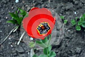 Red tulip flower blooming and growing in gray ground blurry background, horizontal