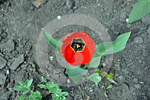 Red tulip flower blooming and growing in gray ground blurry background