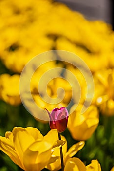 Red tulip flower on a blurred background of yellow flowers