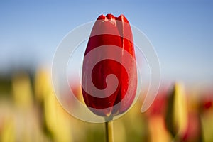 Red Tulip Flower with blurred yellow, green, red, and blue background horizontal