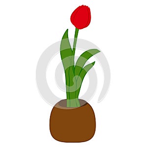 Red tulip flower in brown pot isolated on white. Vector Illustration