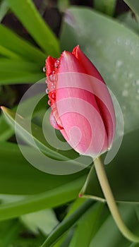 Red tulip flower bud covered with transparent water drops look like precious pearls. Tulip blossom closeup on blurry green leaves