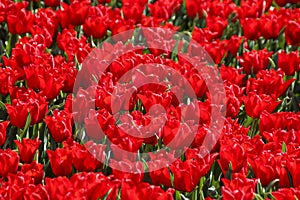 Red tulip on flower bulb fields at Stad aan `t Haringvliet on island Flakkee