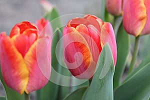 Red tulip flower in the city spring garden