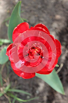 Red tulip flower in the city spring garden