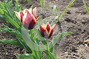 Red tulip flower in the city spring garden