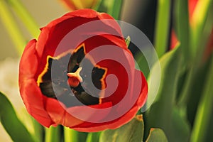 Red tulip flower